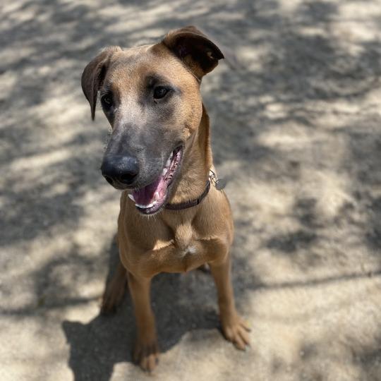 Enlarge Wanda, a Adoptable mixed breed in Riverside, CA image 4/5