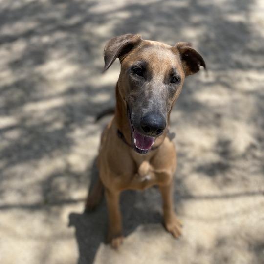 Enlarge Wanda, a Adoptable mixed breed in Riverside, CA image 5/5