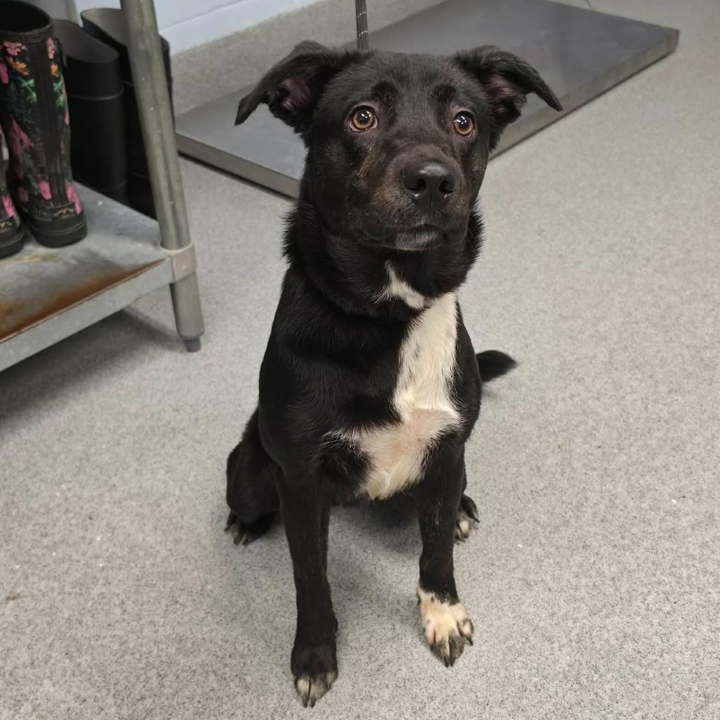 Enlarge Oliver, a Adoptable mixed breed in Martinsville, VA image 1/1
