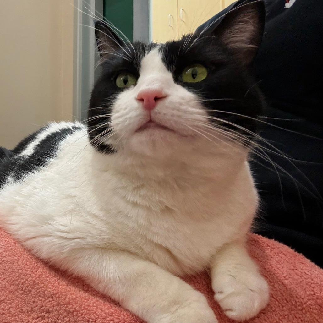 Enlarge Charlotte, a Adoptable Domestic Short Hair in Reno, NV image 1/6