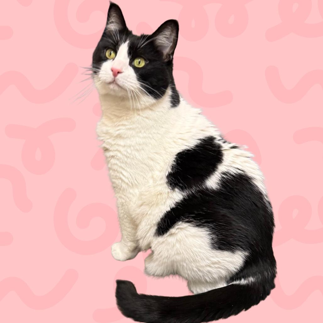 Enlarge Charlotte, a Adoptable Domestic Short Hair in Reno, NV image 2/6