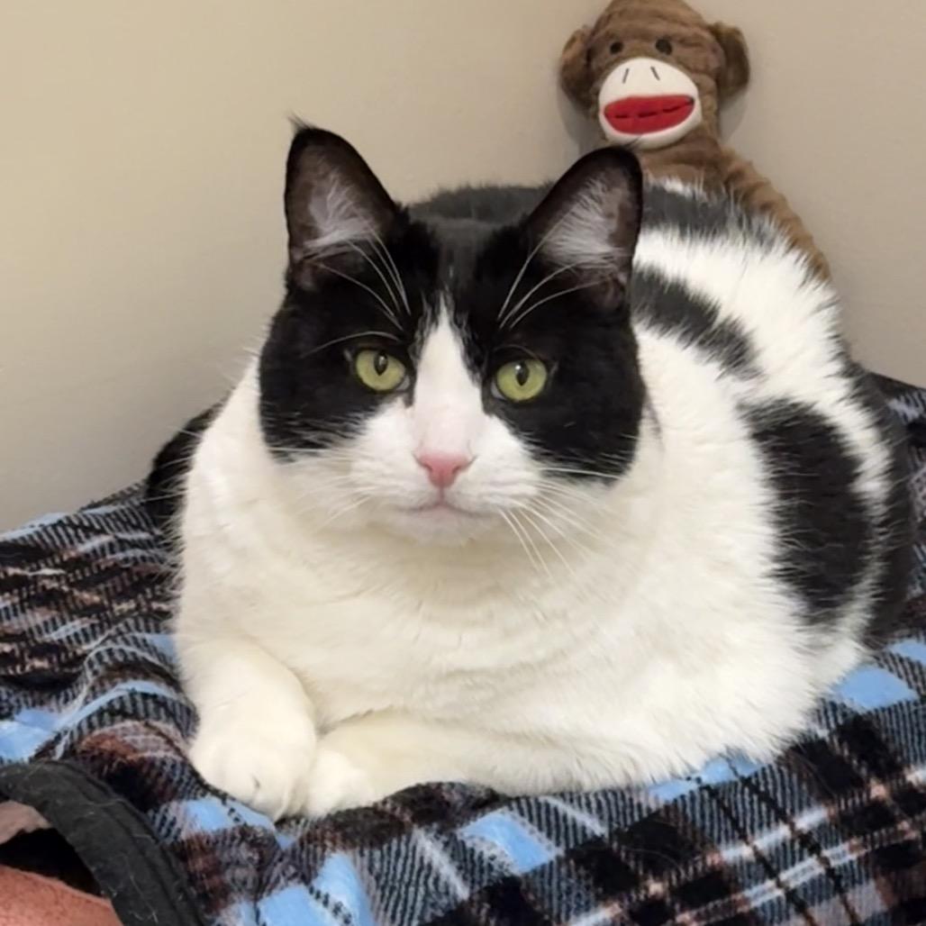 Enlarge Charlotte, a Adoptable Domestic Short Hair in Reno, NV image 3/6