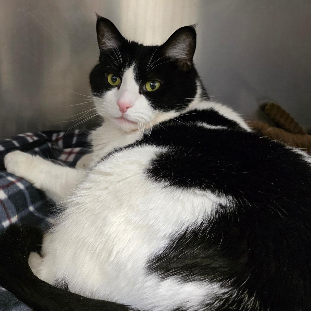 Enlarge Charlotte, a Adoptable Domestic Short Hair in Reno, NV image 4/6