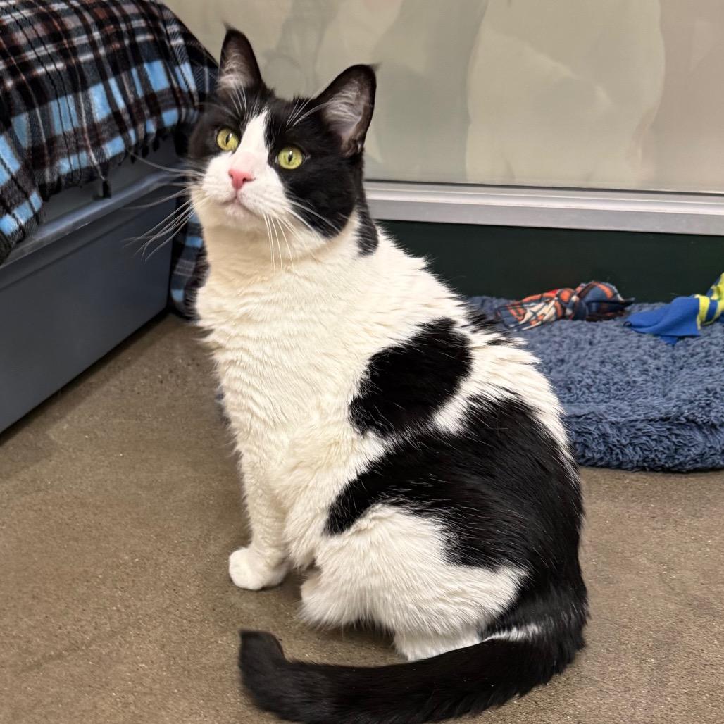 Enlarge Charlotte, a Adoptable Domestic Short Hair in Reno, NV image 5/6
