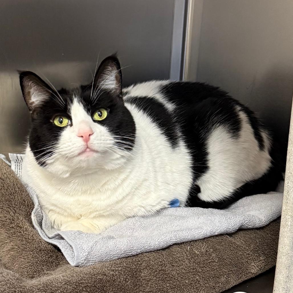 Enlarge Charlotte, a Adoptable Domestic Short Hair in Reno, NV image 6/6