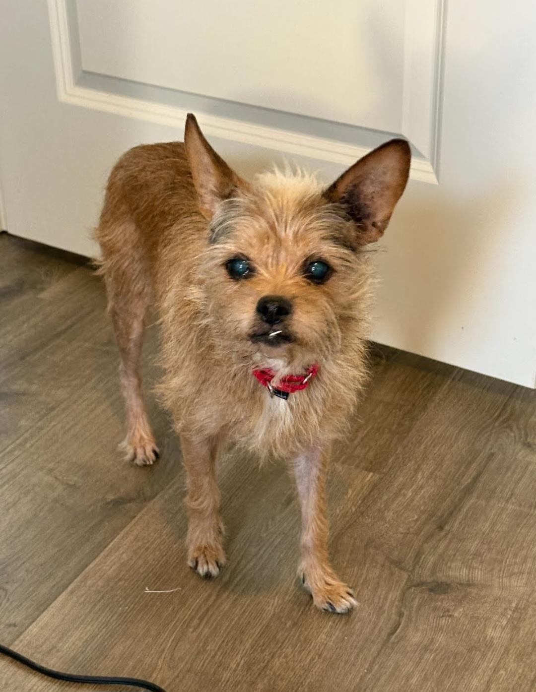 Suki, ADOPTABLE, Senior Female Chihuahua.