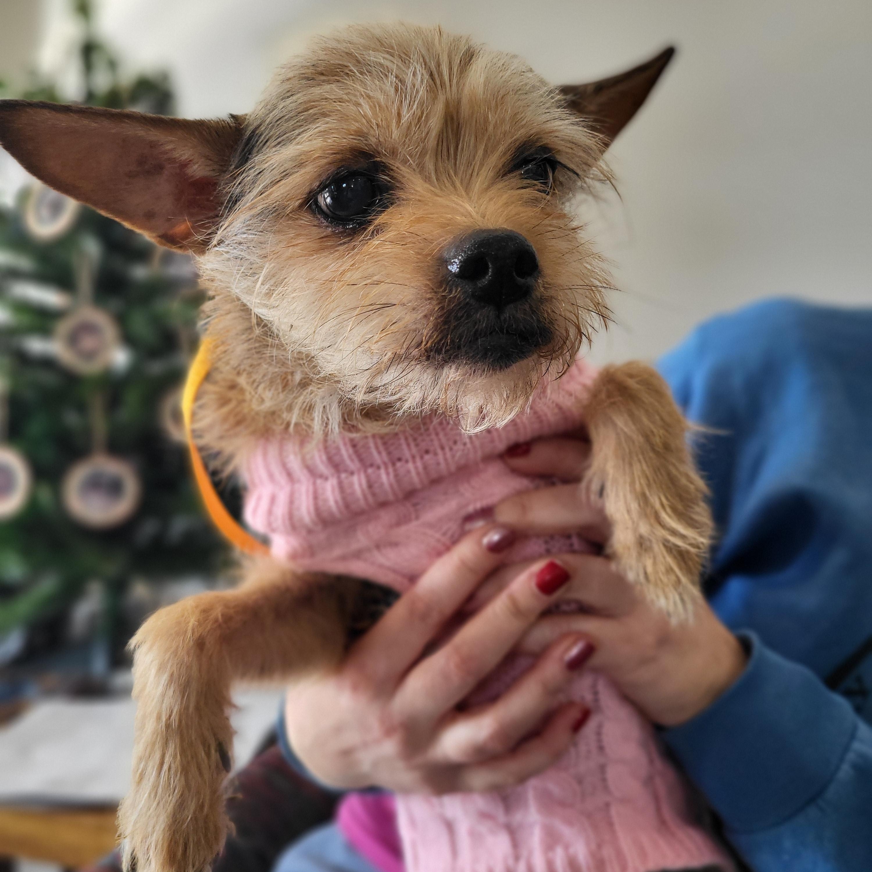 Enlarge Suki, a ADOPTABLE mixed breed in Knoxville, TN image 3/4