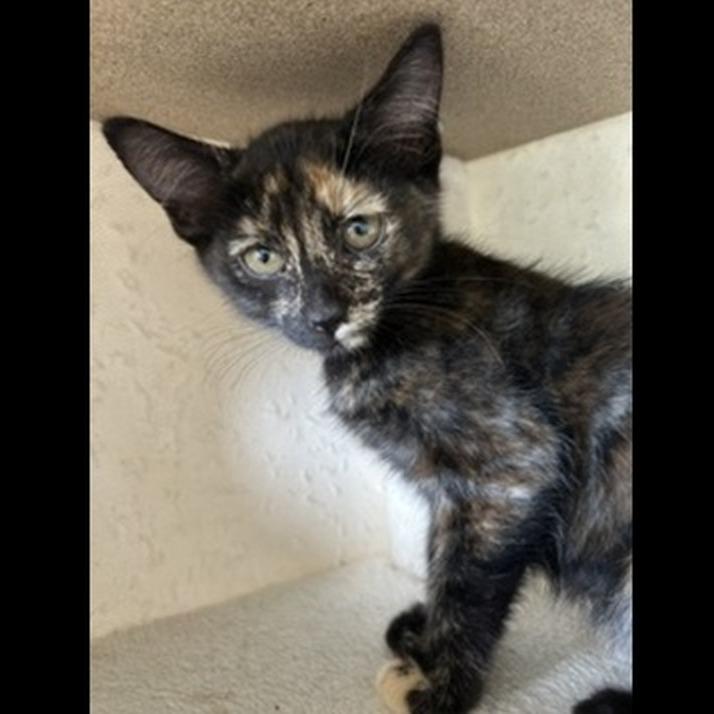 Spark, Adopted, Kitten Female Domestic Short Hair.