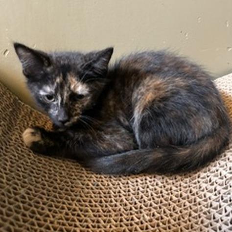 Enlarge Spark, a Adopted Domestic Short Hair in Prescott, AZ image 2/3