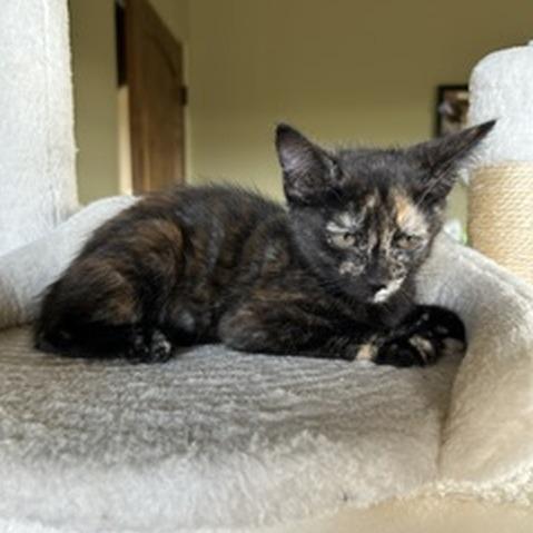 Enlarge Spark, a Adopted Domestic Short Hair in Prescott, AZ image 3/3