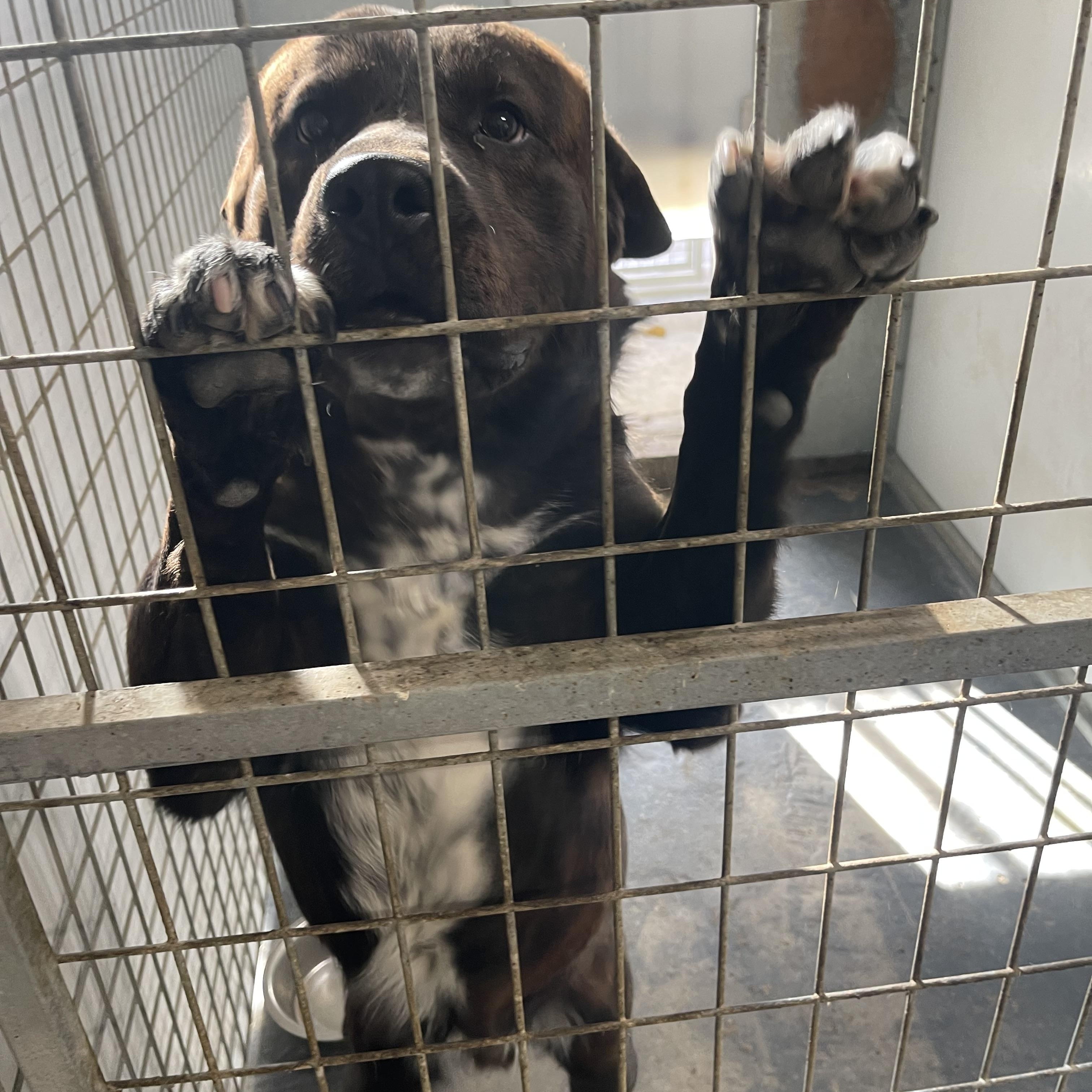 Hercules, adoptable, Young Male Chocolate Labrador Retriever.