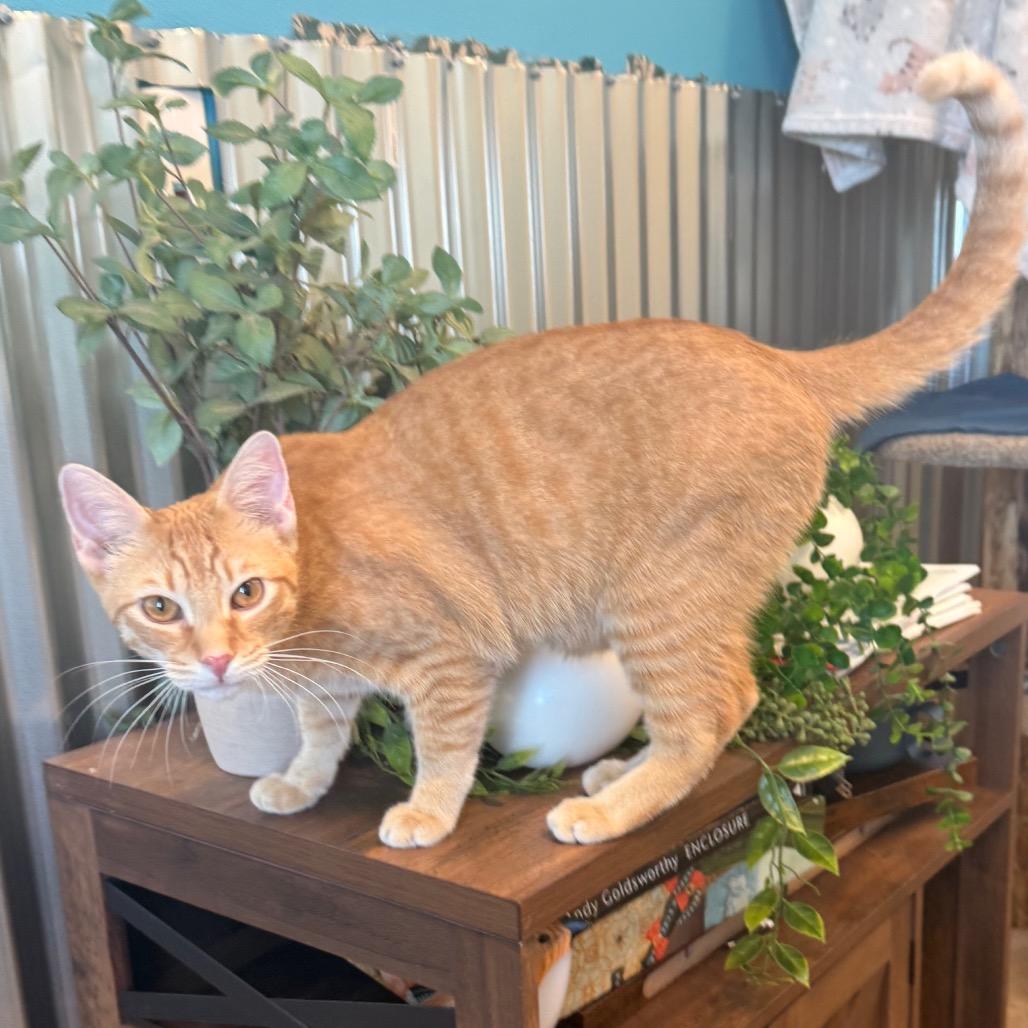 Enlarge Chipwich w/ Drumstick - Curious & playful, a Adoptable Domestic Short Hair in Flagstaff, AZ image 1/6