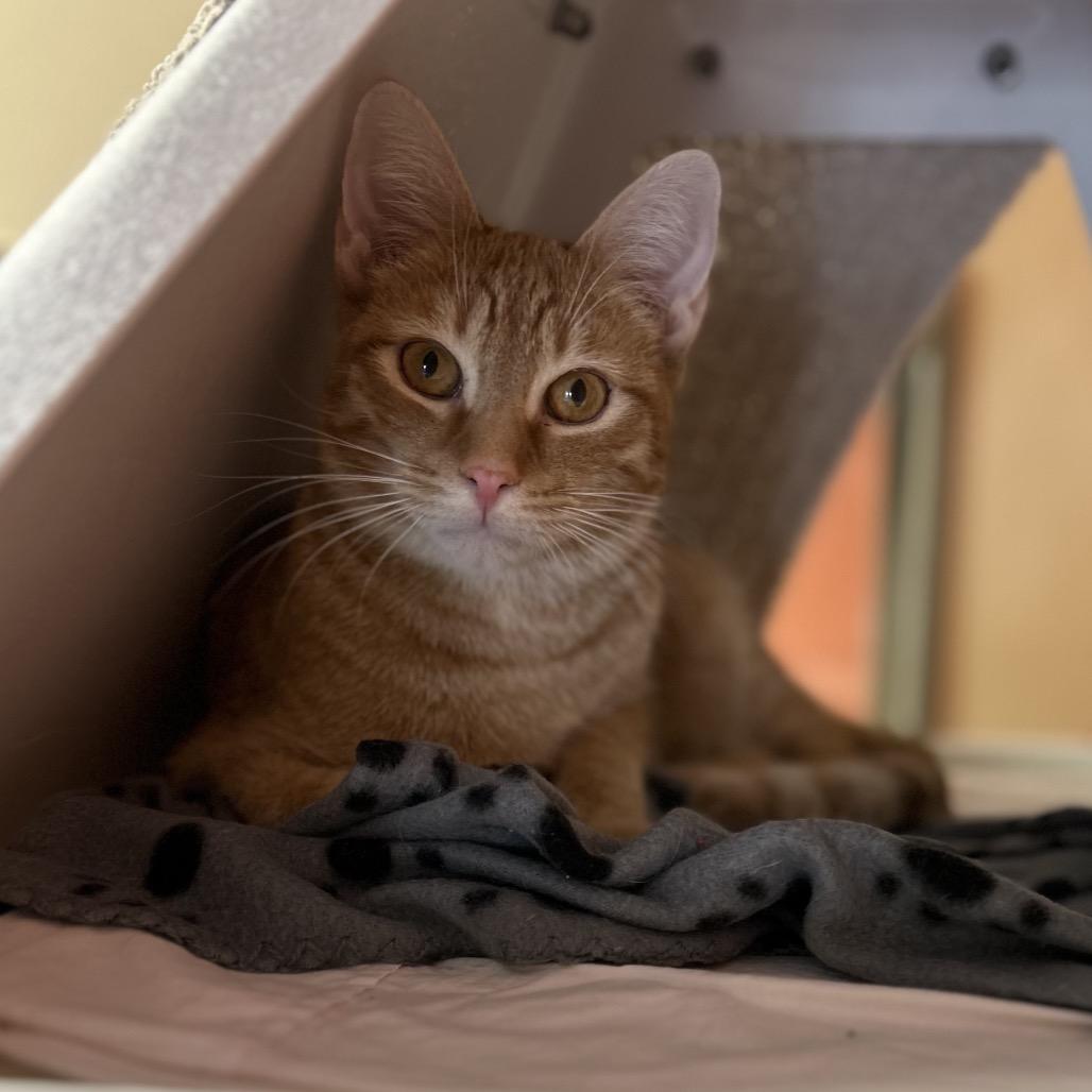 Enlarge Chipwich w/ Drumstick - Curious & playful, a Adoptable Domestic Short Hair in Flagstaff, AZ image 2/6