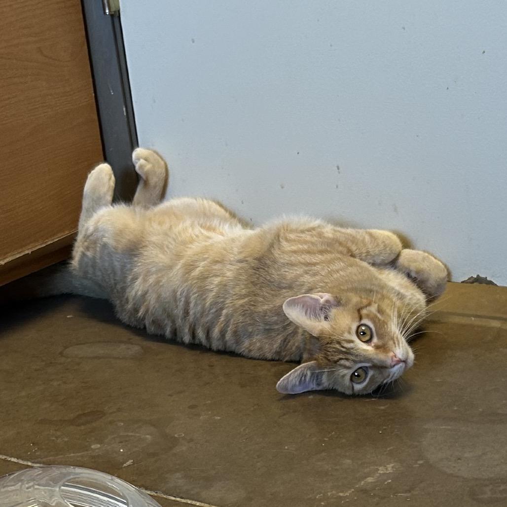 Enlarge Chipwich w/ Drumstick - Curious & playful, a Adoptable Domestic Short Hair in Flagstaff, AZ image 3/6