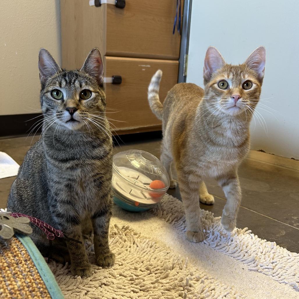 Enlarge Chipwich w/ Drumstick - Curious & playful, a Adoptable Domestic Short Hair in Flagstaff, AZ image 4/6