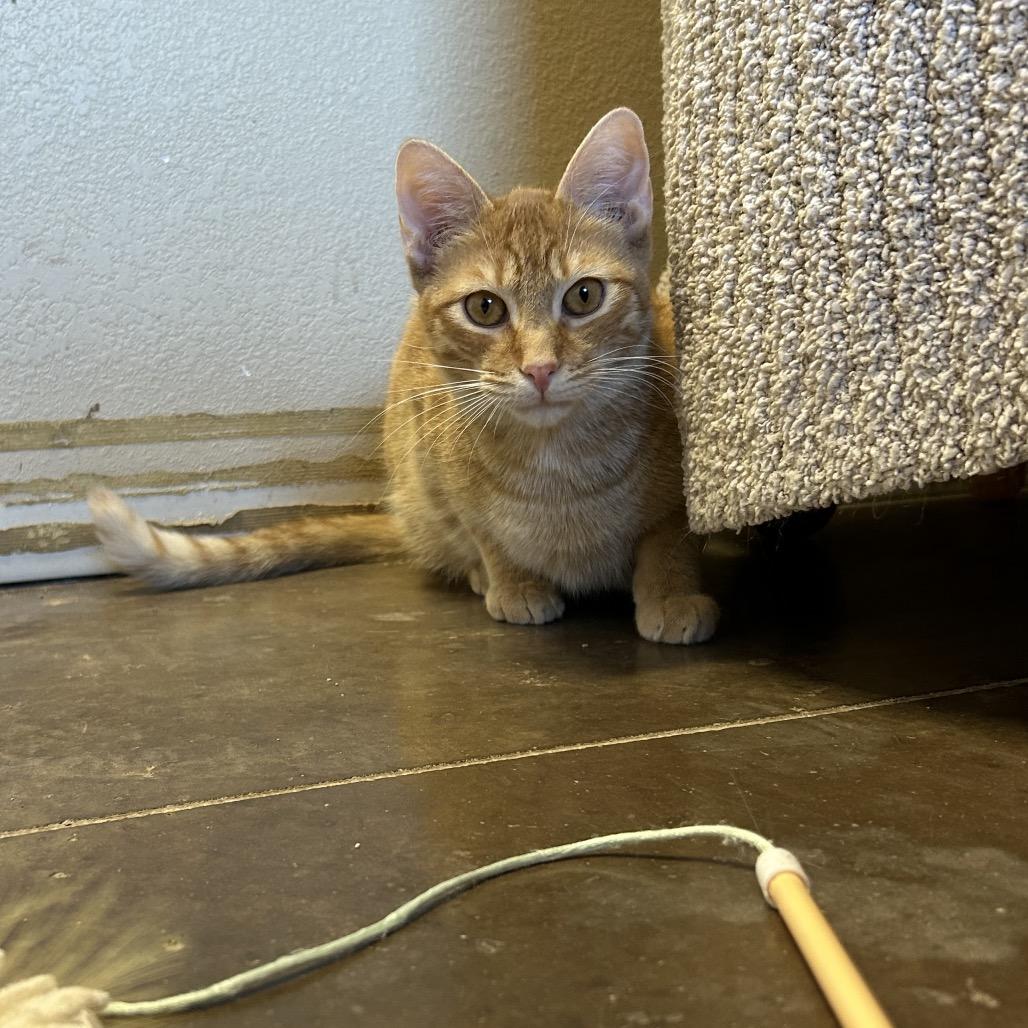 Enlarge Chipwich w/ Drumstick - Curious & playful, a Adoptable Domestic Short Hair in Flagstaff, AZ image 5/6