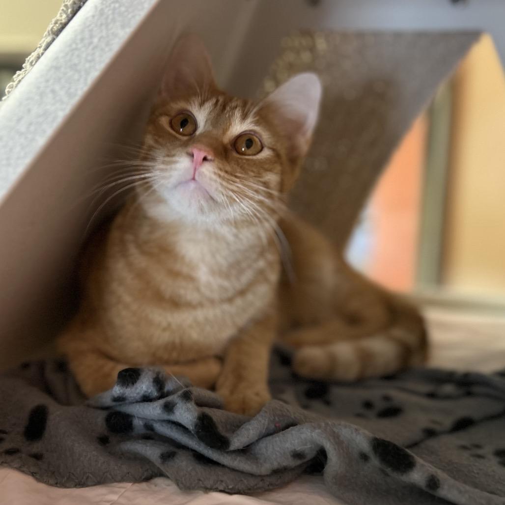 Enlarge Chipwich w/ Drumstick - Curious & playful, a Adoptable Domestic Short Hair in Flagstaff, AZ image 6/6