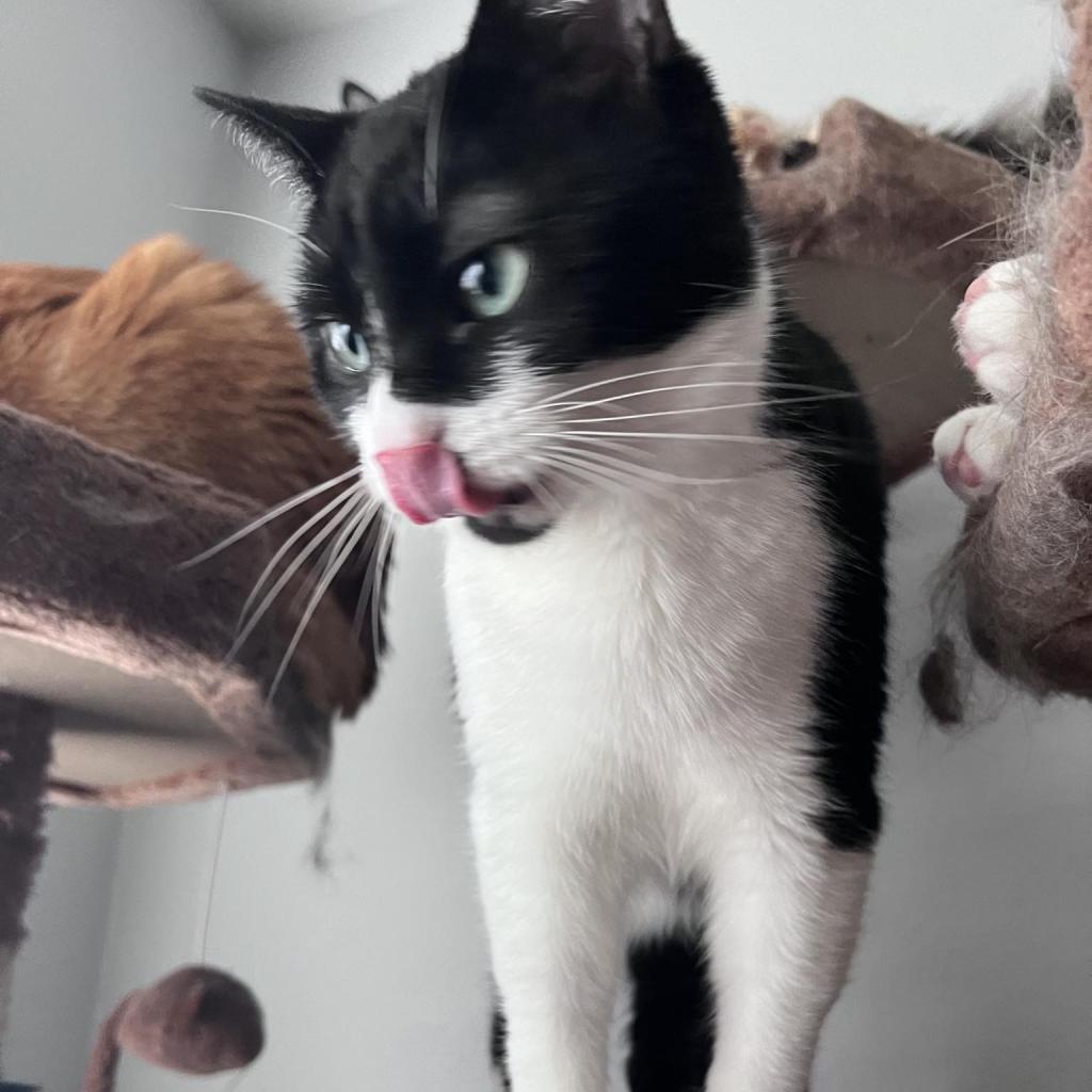 Tux Tooke — thumbnail 2