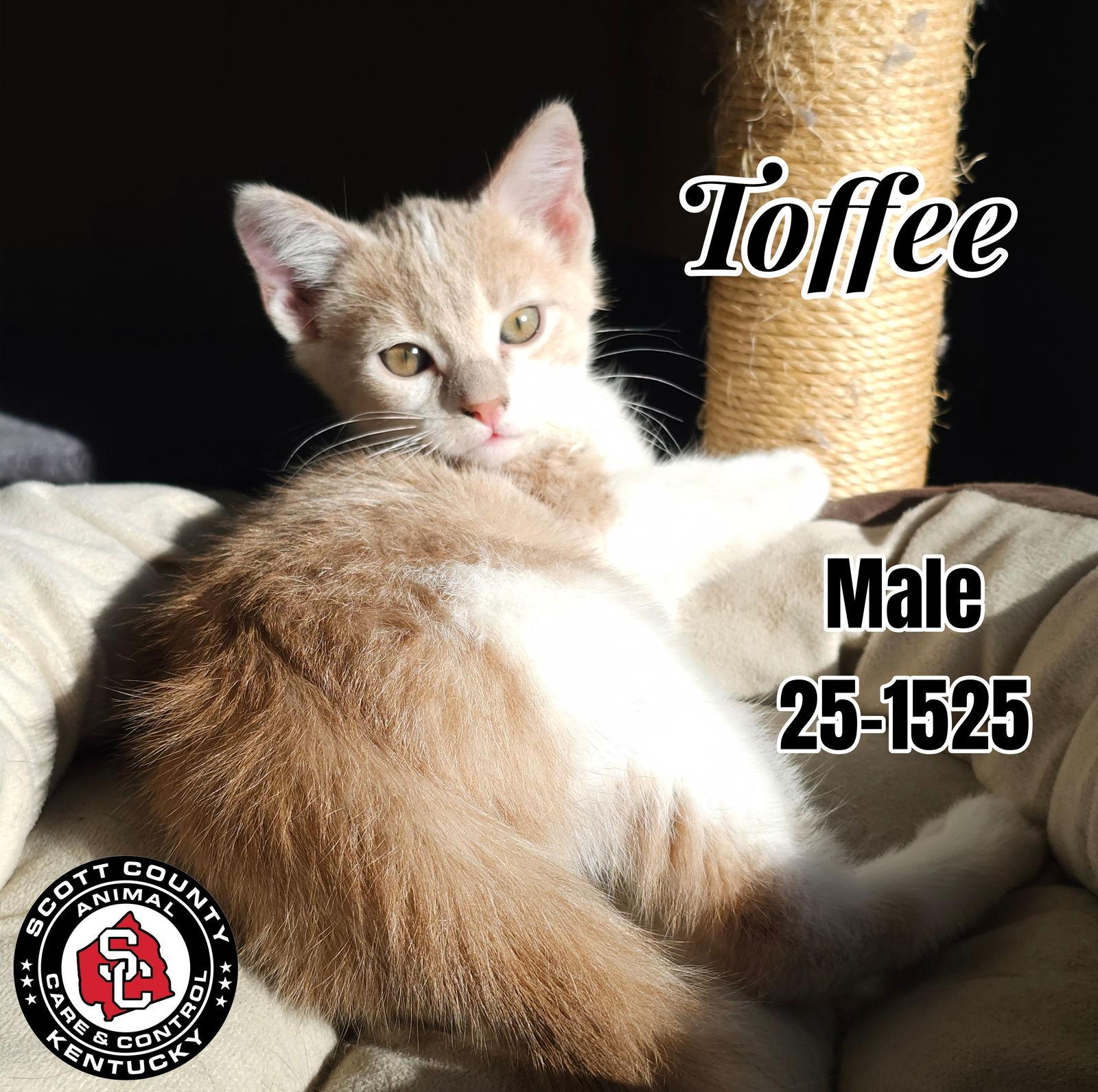 Enlarge Toffee, a Adoptable Domestic Short Hair in Georgetown, KY image 1/1