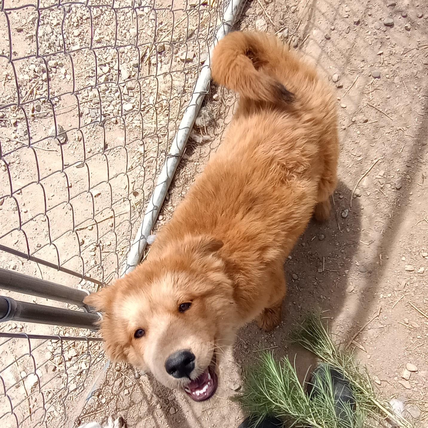 Laverne, an adopted mixed breed in San Luis, CO image 2/3