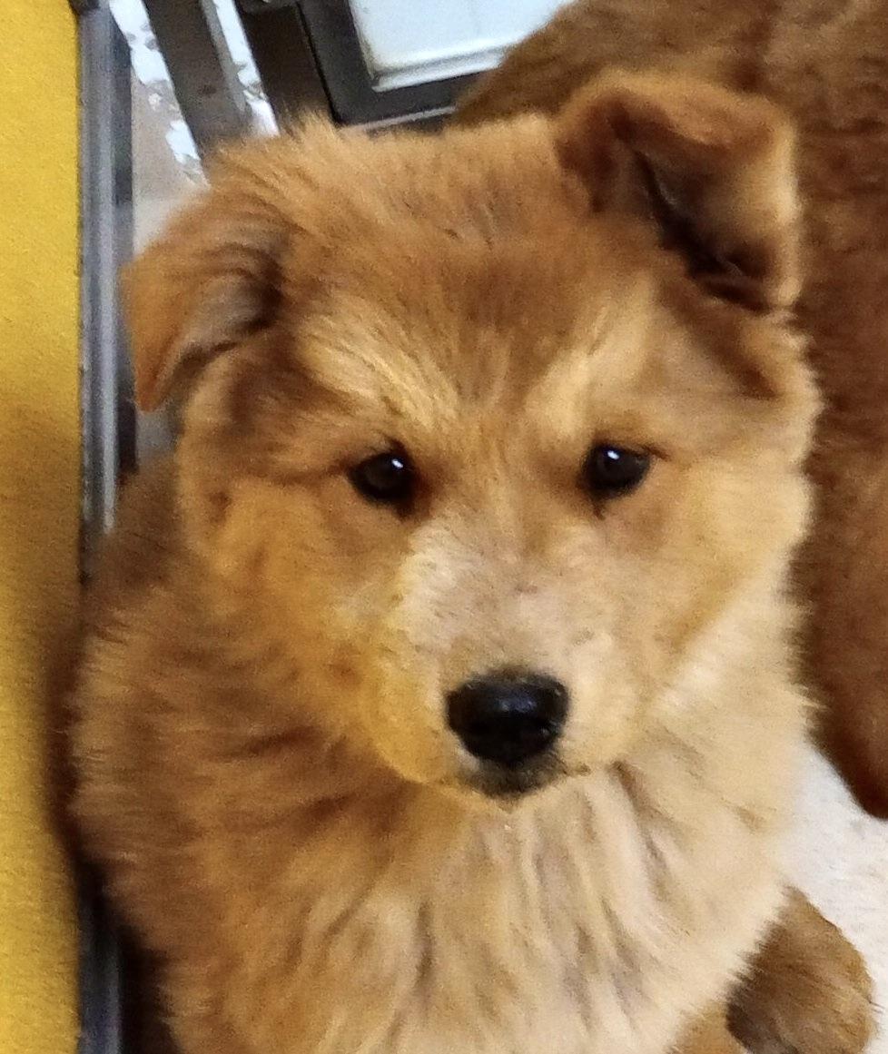Laverne, adopted, Puppy Female Chow Chow & Australian Cattle Dog / Blue Heeler.