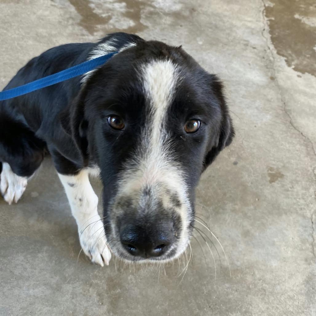 Chip, Adoptable, Young Male Australian Shepherd & Mixed Breed.