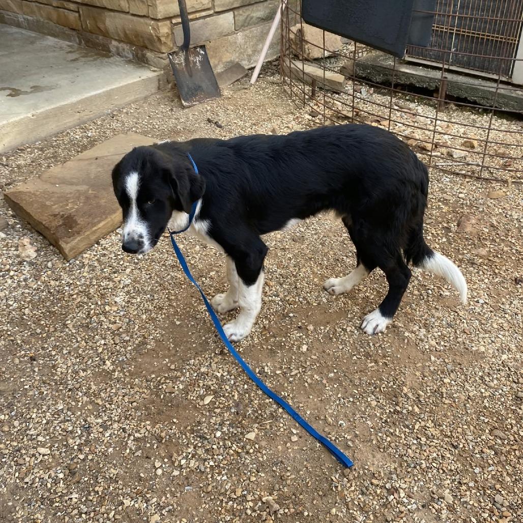 Enlarge Chip, a Adoptable mixed breed in Stilwell, OK image 2/2