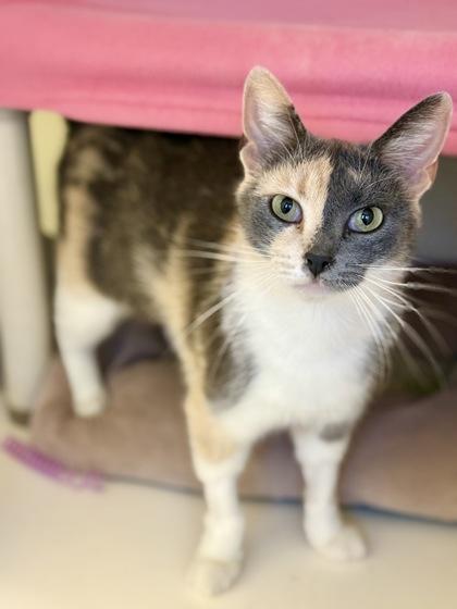 Enlarge Linguini, a ADOPTABLE Dilute Calico in Downers Grove, IL image 3/3
