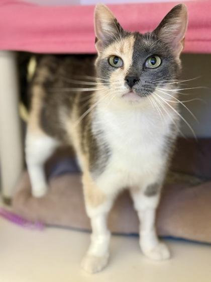 Linguini, ADOPTABLE, Adult Female Dilute Calico.