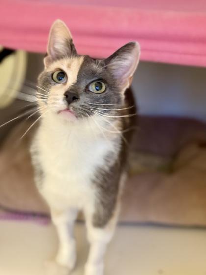 Enlarge Linguini, a ADOPTABLE Dilute Calico in Downers Grove, IL image 2/3
