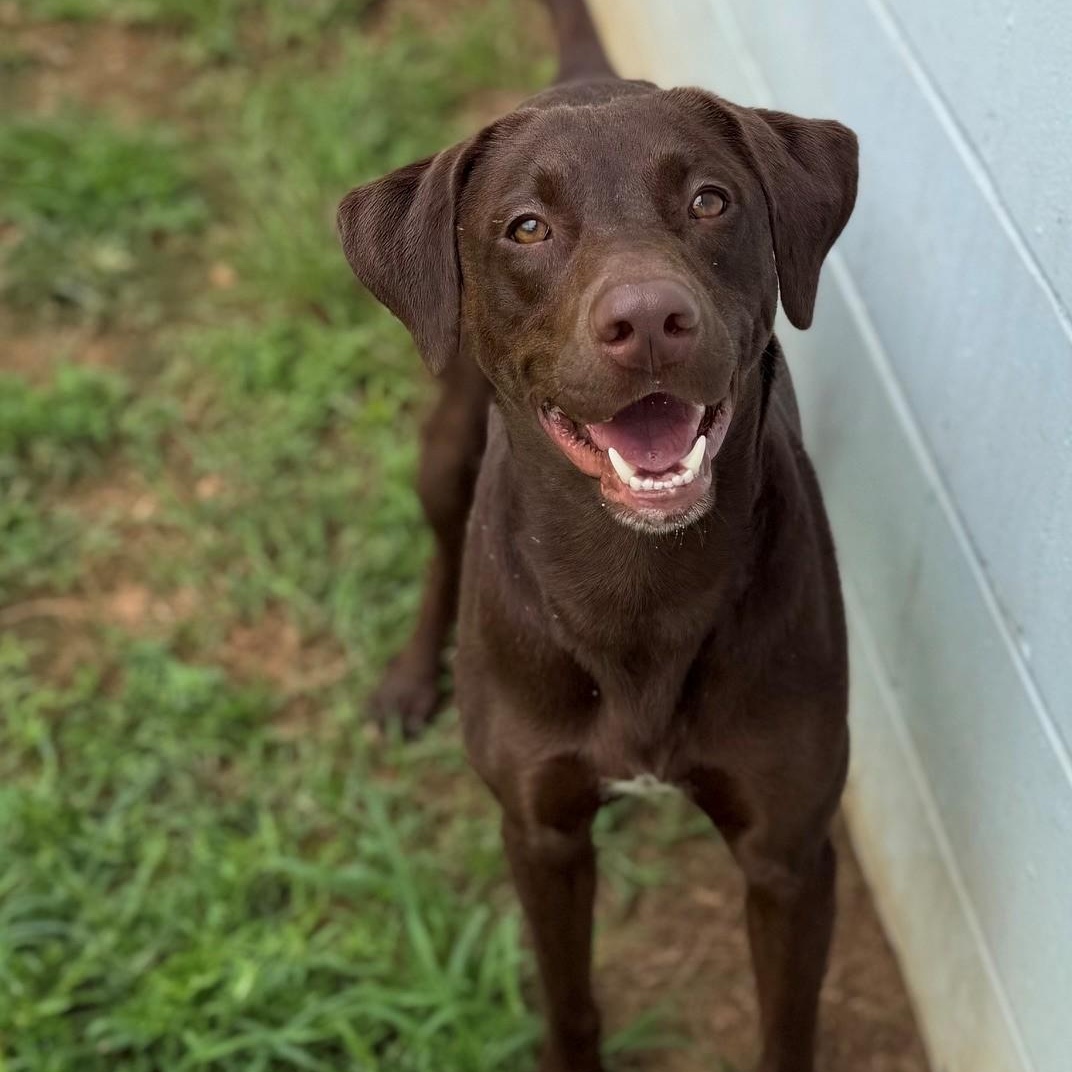 Hershey, adopted, Adult Male Labrador Retriever.