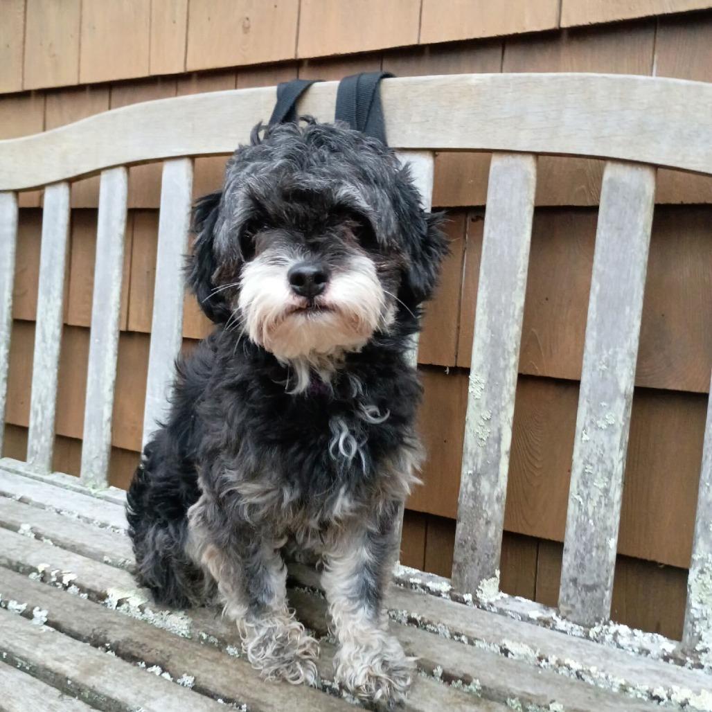 Enlarge Wrangler, a ADOPTABLE mixed breed in Nantucket, MA image 1/1