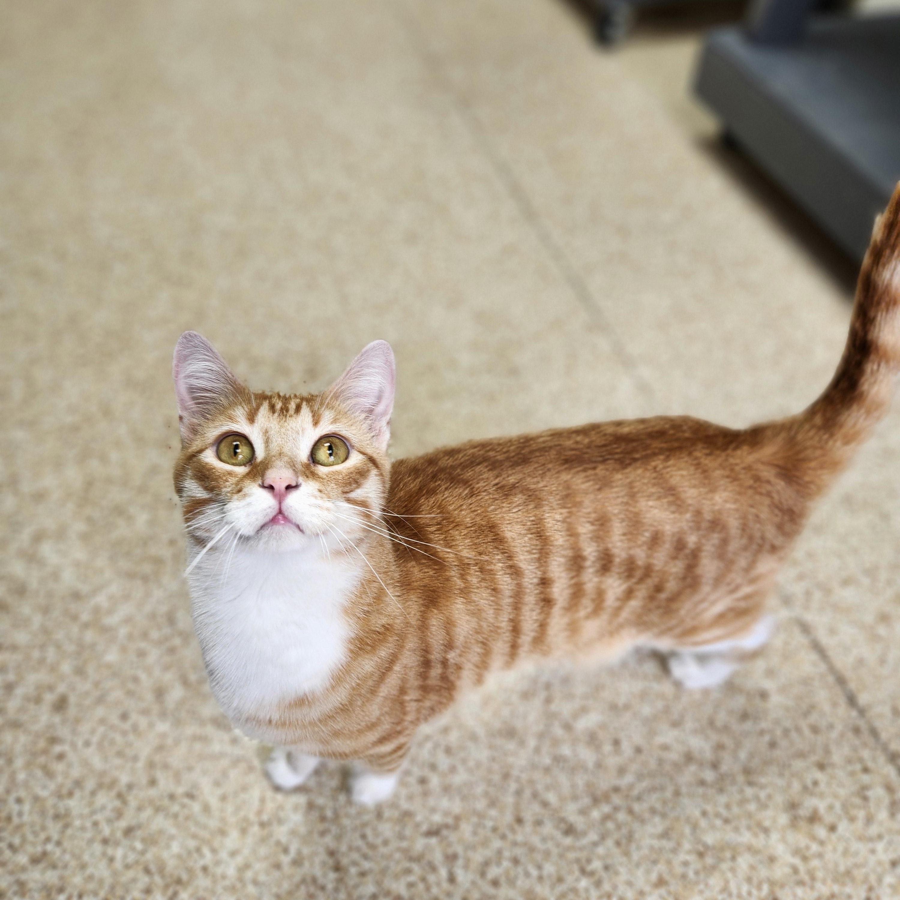 Enlarge Kyler, a Adoptable mixed breed in Waupun, WI image 2/4