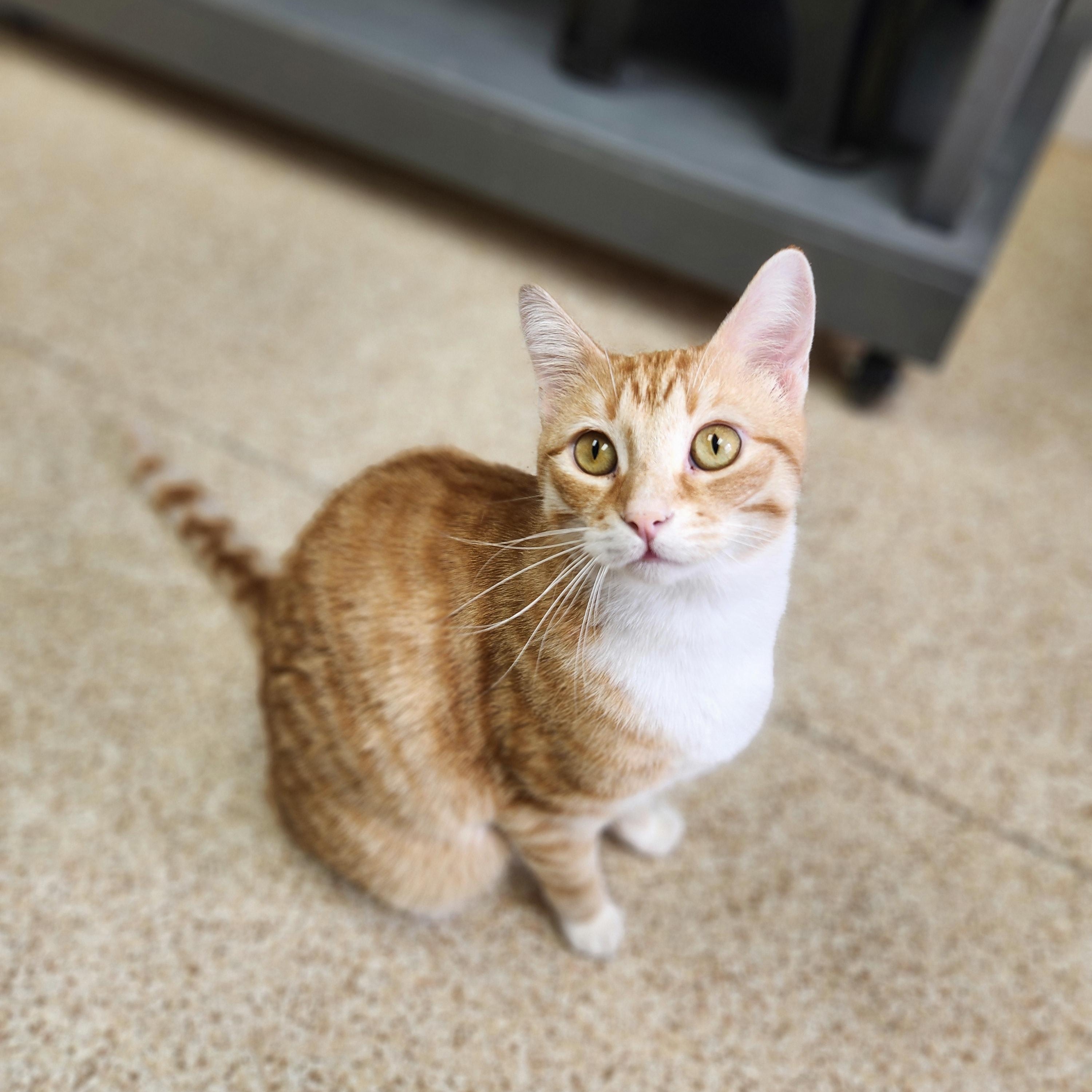 Enlarge Kyler, a Adoptable mixed breed in Waupun, WI image 4/4