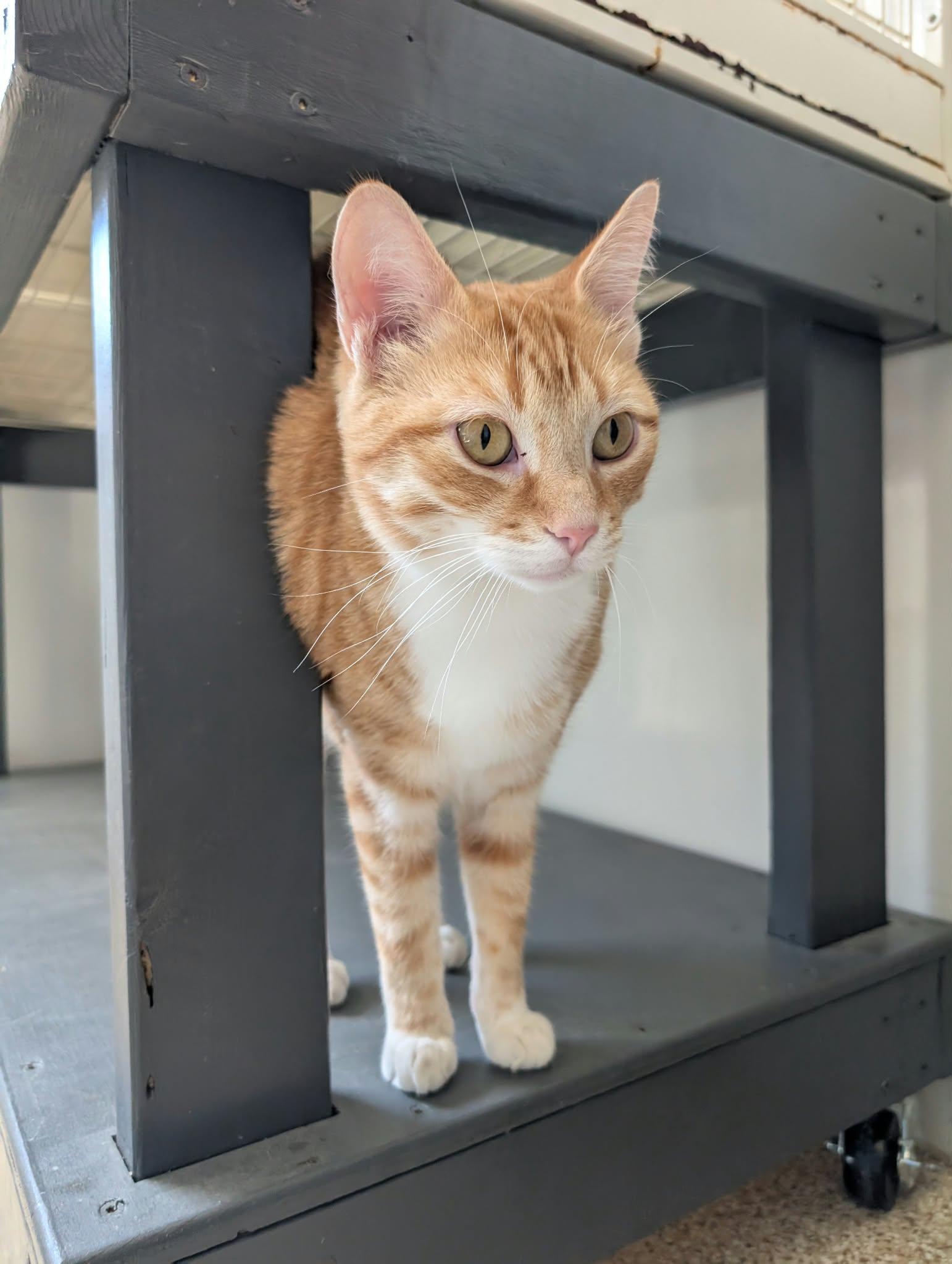 Enlarge Kyler, a Adoptable mixed breed in Waupun, WI image 3/4