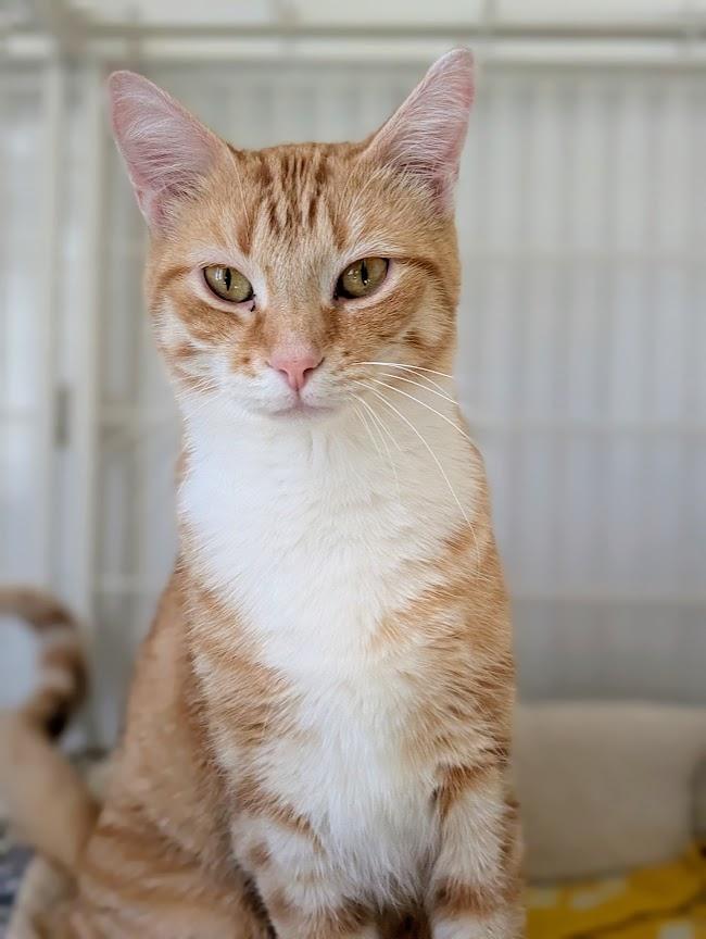 Enlarge Kyler, a Adoptable mixed breed in Waupun, WI image 1/4