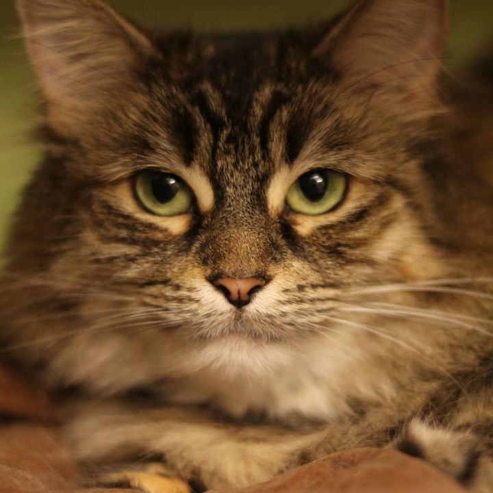 Pink (outdoor/barn cat), a Adoptable mixed breed in Lansing, MI image 3/6