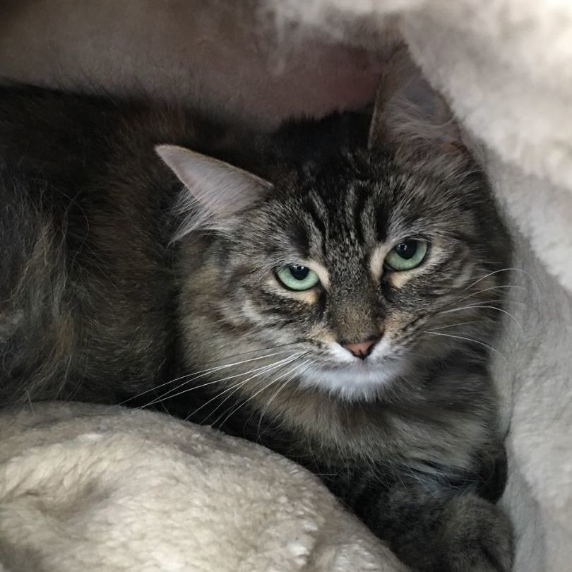 Pink (outdoor/barn cat), a Adoptable mixed breed in Lansing, MI image 4/6