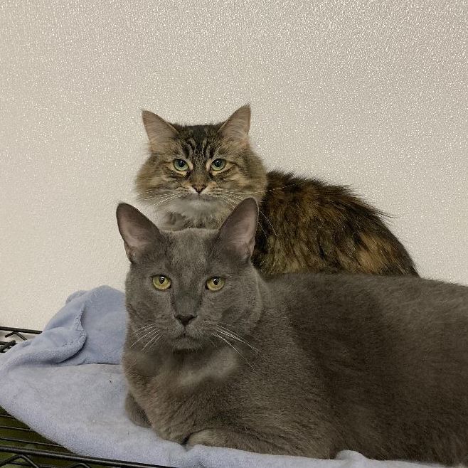 Pink (outdoor/barn cat), a Adoptable mixed breed in Lansing, MI image 6/6