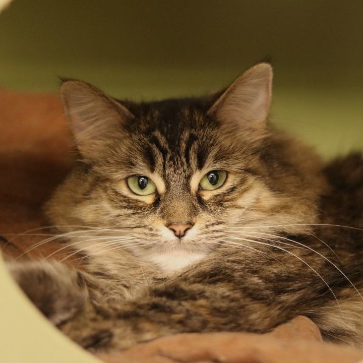 Pink (outdoor/barn cat), a Adoptable mixed breed in Lansing, MI image 5/6