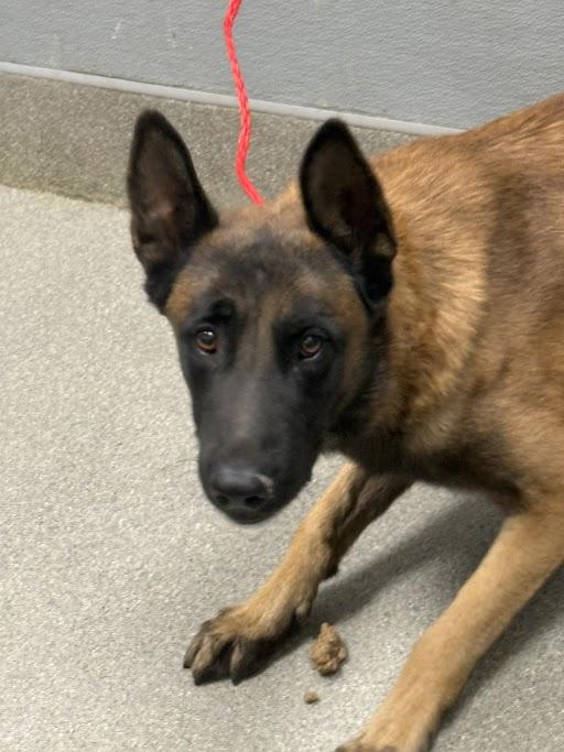 ROCKY, Adoptable, Adult Male Belgian Shepherd / Malinois & German Shepherd Dog.