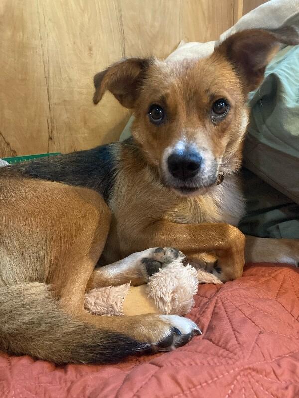 Enlarge Jersey, a Adoptable mixed breed in North Bend, WA image 1/6