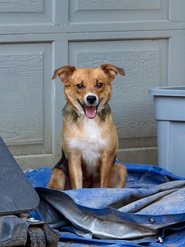 Enlarge Jersey, a Adoptable mixed breed in North Bend, WA image 3/6