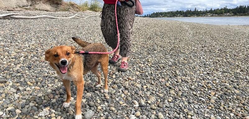 Enlarge Jersey, a Adoptable mixed breed in North Bend, WA image 4/6