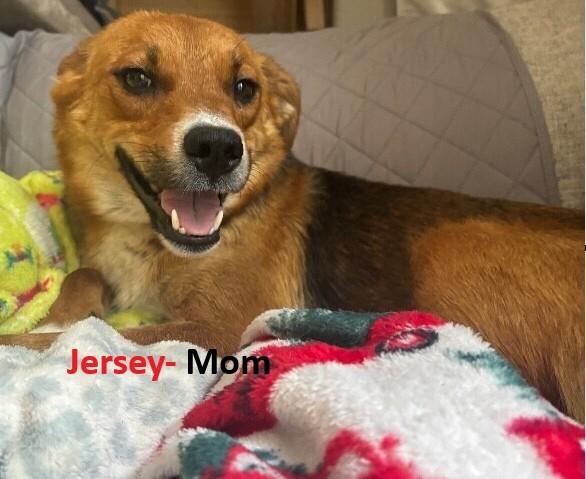 Enlarge Jersey, a Adoptable mixed breed in North Bend, WA image 6/6