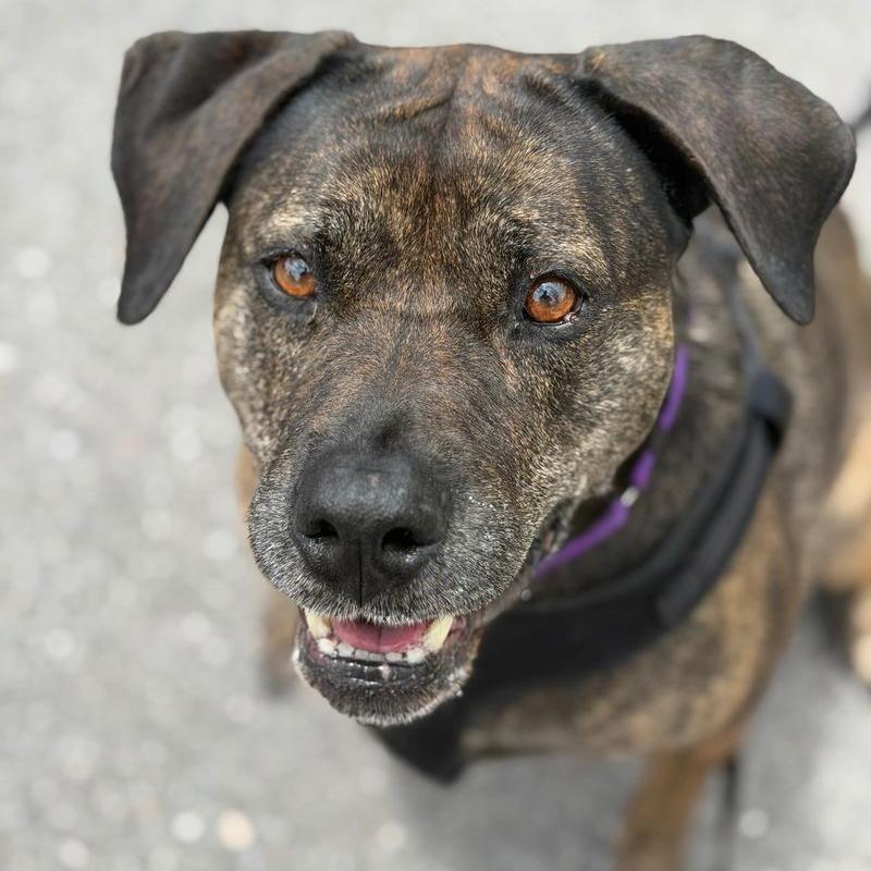 Akila, Adoptable, Senior Female Mastiff & Mixed Breed.