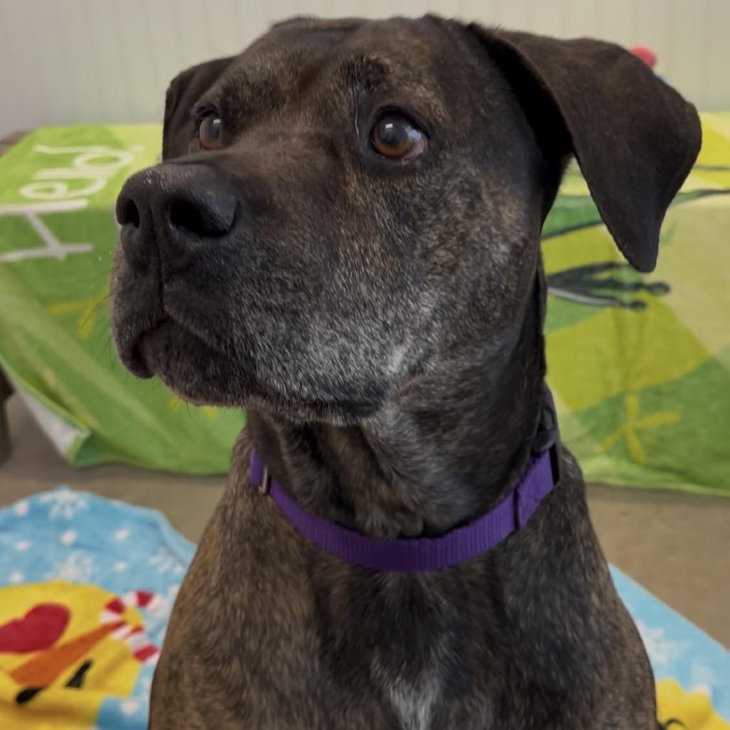 Akila, Adoptable, Adult Female Mastiff & Mixed Breed.