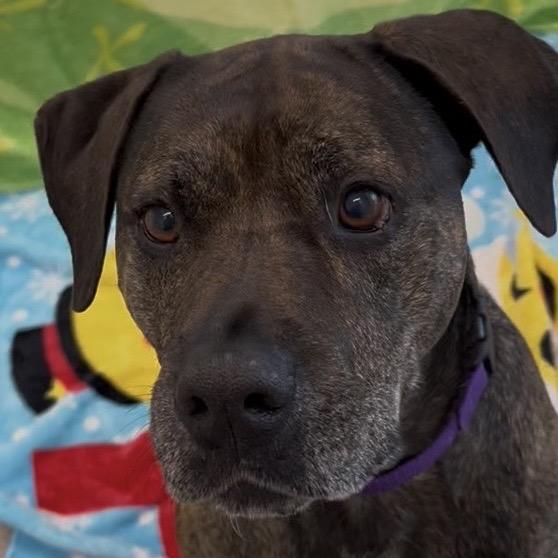 Enlarge Akila, a Adoptable mixed breed in Clearwater, FL image 2/3