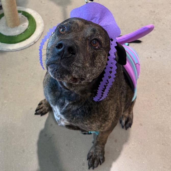 Akila, a Adoptable mixed breed in Clearwater, FL image 4/5