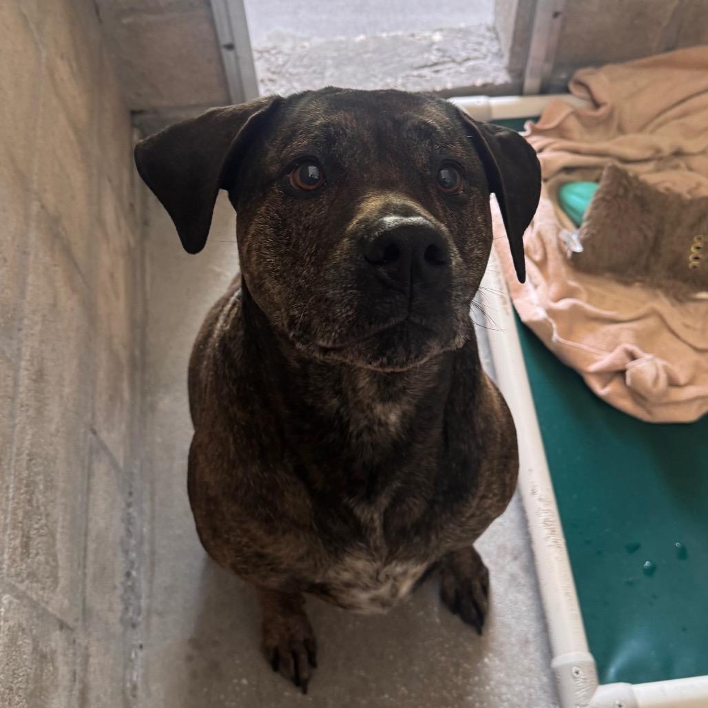 Akila, Adoptable, Adult Female Mastiff & Mixed Breed.